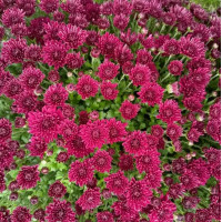 Lagoon Purple мультифлора